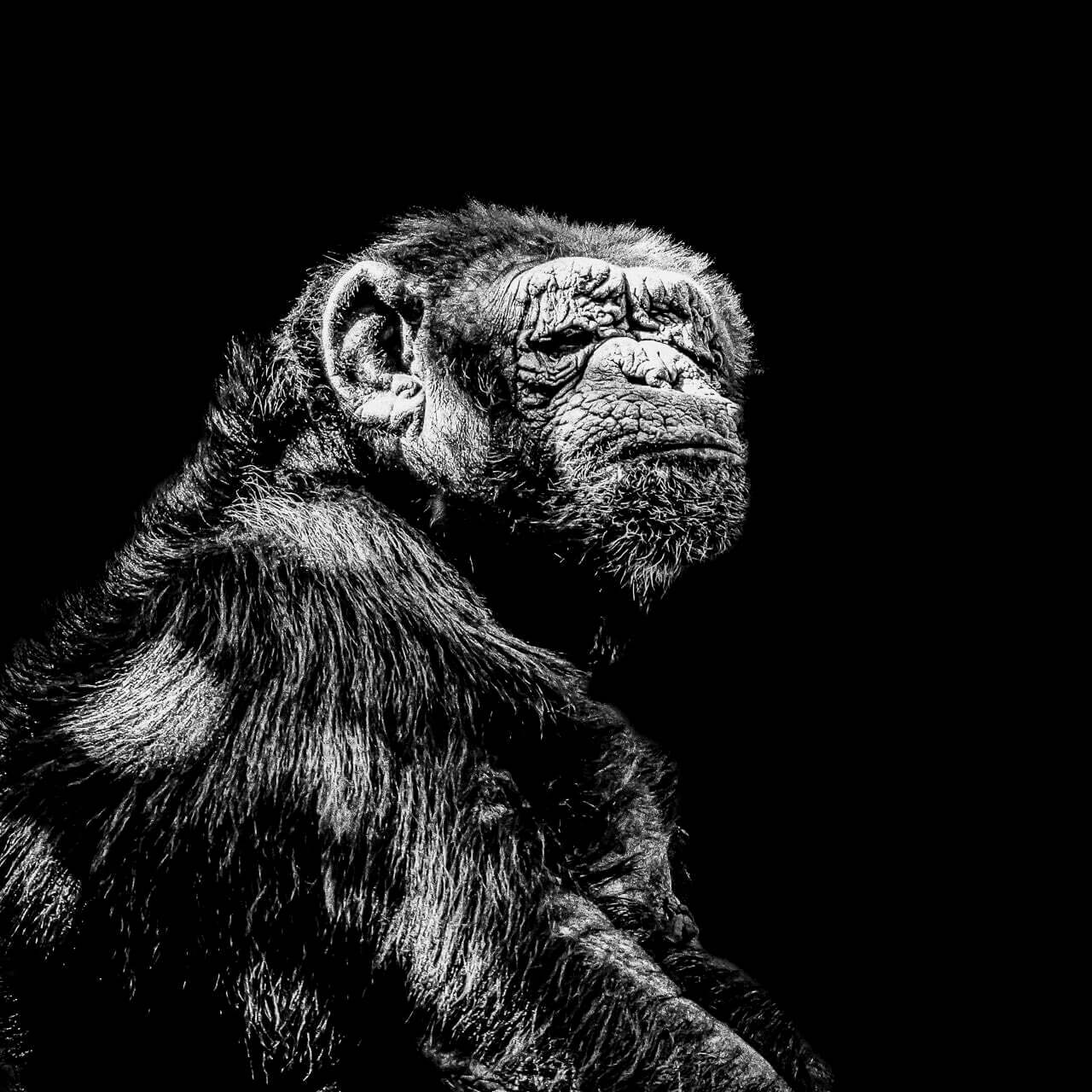 "Mafioso" dépeint la sagesse incarnée d'un vieux mâle chimpanzé, évoquant des réflexions profondes sur la vie, la maturité et la dignité naturelle.