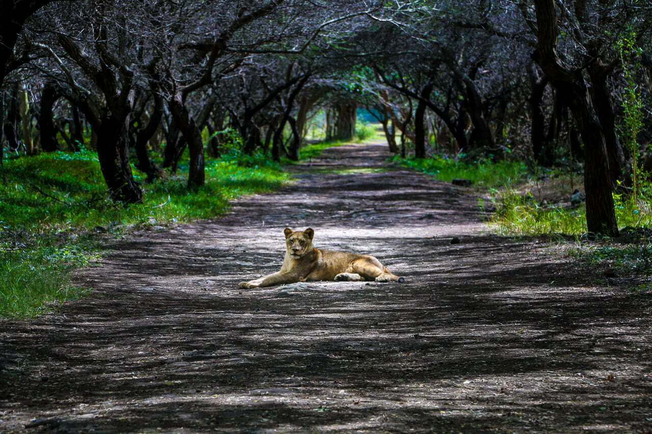 "Eien no Ki 4" est bien plus qu'une simple photographie. C'est un poème visuel dédié à la majesté de la nature, un voyage silencieux dans l'âme d'un géant dénudé. Découvrez cette histoire captivante de l'éternité et laissez-vous envoûter par la beauté de l'Arbre Éternel.