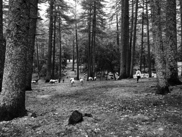 Paturarbre" dépeint un jeune berger et son troupeau traversant une forêt de cèdres en Turquie, symbolisant la beauté naturelle et la résilience humaine face à l'adversité.