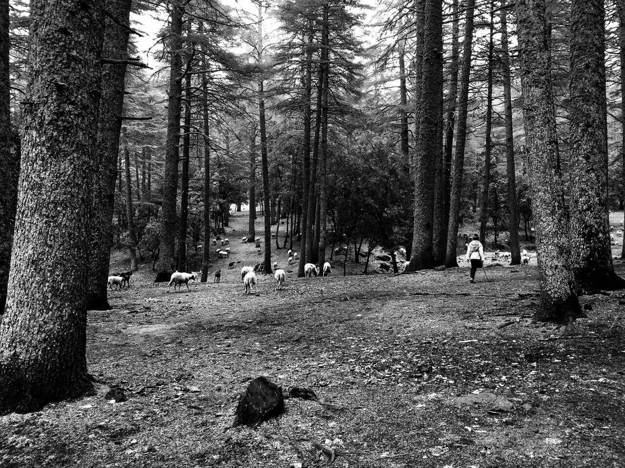 Paturarbre" dépeint un jeune berger et son troupeau traversant une forêt de cèdres en Turquie, symbolisant la beauté naturelle et la résilience humaine face à l'adversité.