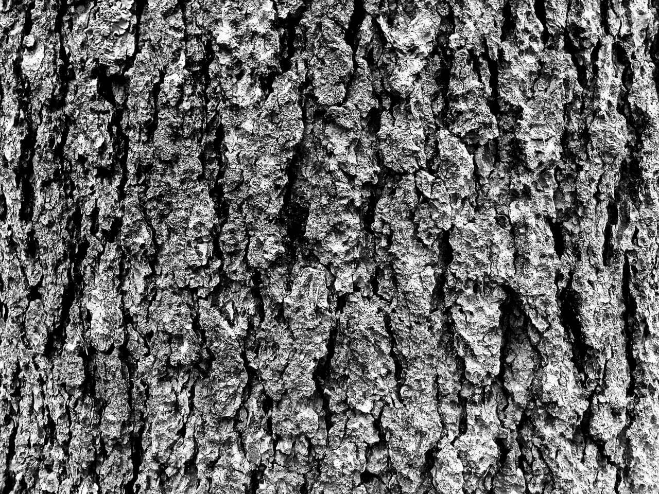 "Craquelin" est une photographie en noir et blanc qui capture la beauté et la résilience d'un vieil arbre. Cette œuvre, faisant partie de la série "Shitsukan", est une célébration des histoires que les objets racontent à travers leurs textures. Acheter "Craquelin", c'est inviter chez vous une expérience sensorielle unique et une célébration de la vie.