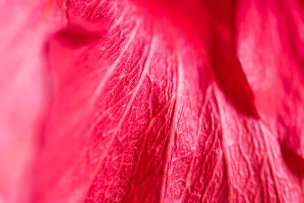 "Folia" est une photographie de texture qui capture la beauté et la dualité de l'hibiscus. Cette œuvre fait partie de la série Shitsukan, invitant le spectateur à explorer le monde à travers la texture et à ressentir la complexité de la nature.