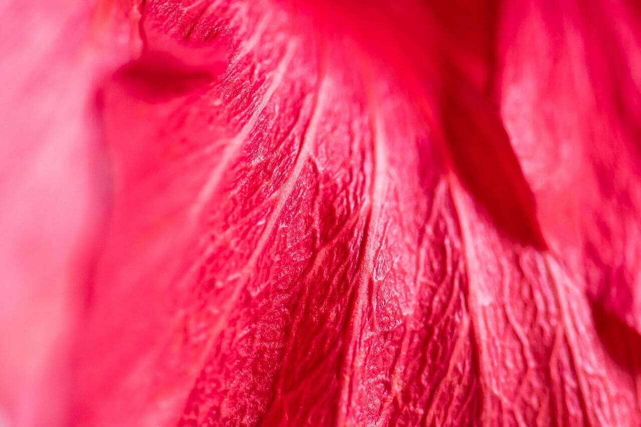 "Folia" est une photographie de texture qui capture la beauté et la dualité de l'hibiscus. Cette œuvre fait partie de la série Shitsukan, invitant le spectateur à explorer le monde à travers la texture et à ressentir la complexité de la nature.