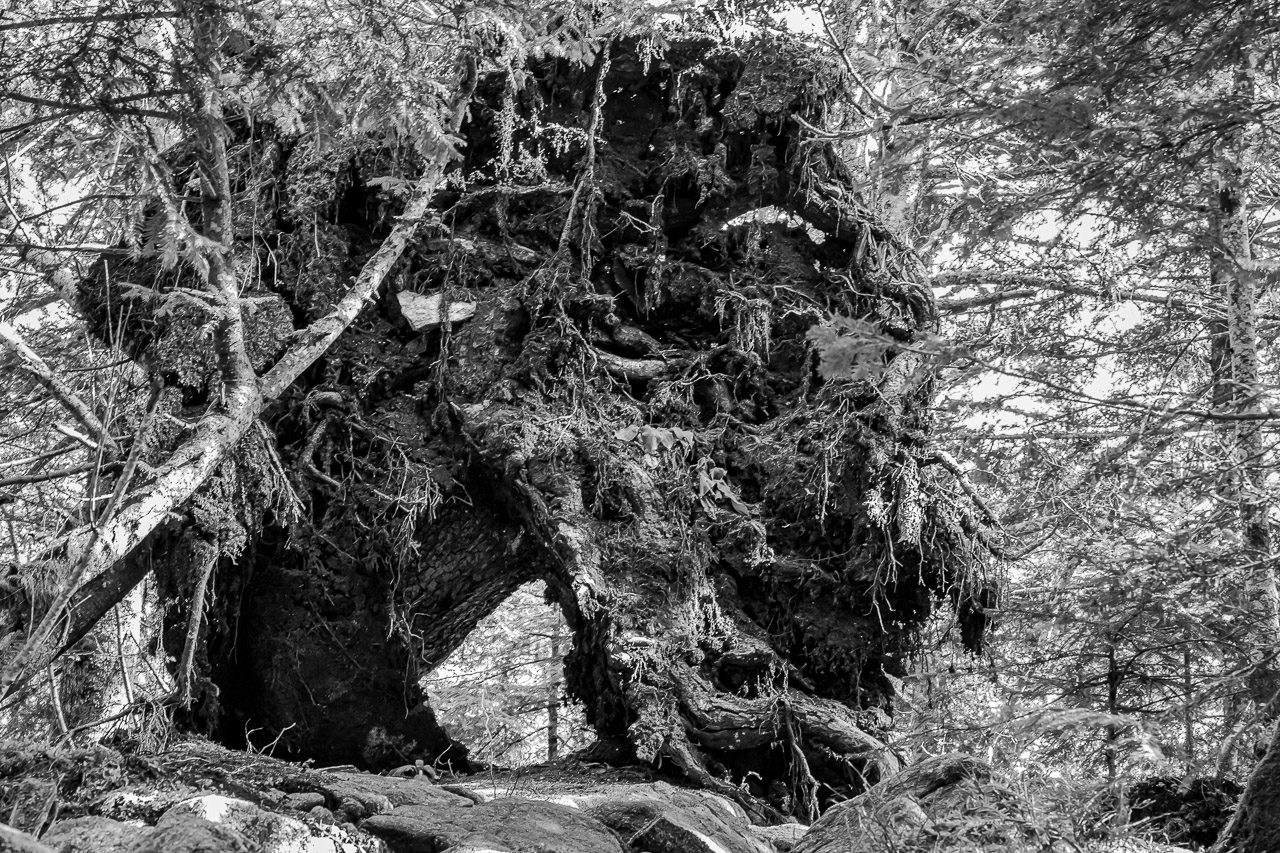 Plongez dans une aventure mystique avec l'Esprit de la Forêt dans la troisième photo de la série Eien no Ki. Cette image incroyable capture la magie des arbres et invite les spectateurs à dialoguer avec l'éternité. Ne manquez pas cette opportunité unique de vous connecter avec la nature et l'invisible.