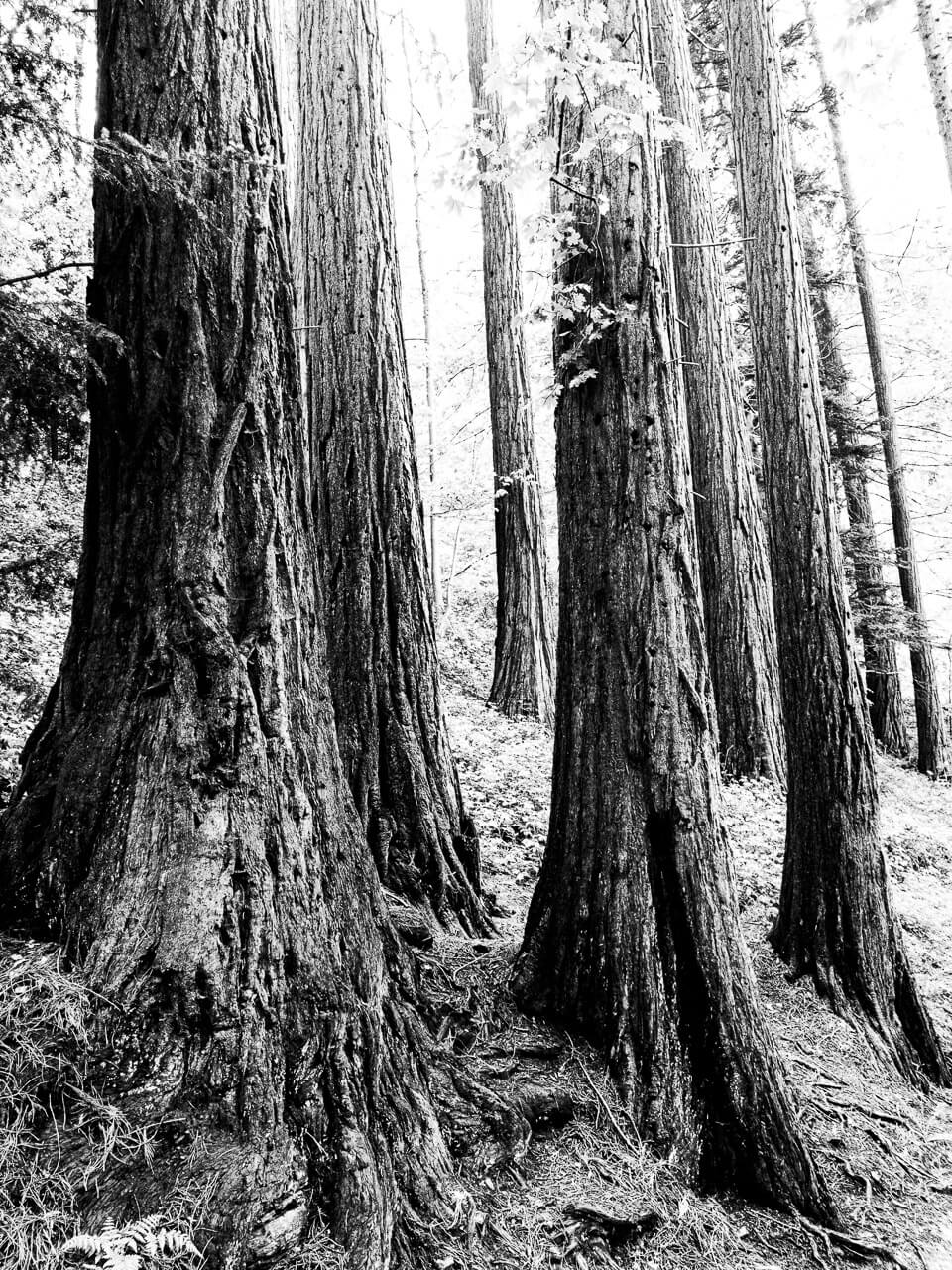 "Eien no Ki numéro 12" est une photographie qui révèle la puissance et la noblesse d'une famille de six arbres majestueux au cœur du Gouffre d'Enfer. Capturée en noir et blanc, cette image offre une perspective profonde sur la nature, soulignant les détails, les rides et les histoires gravées dans le temps. Laissez-vous transporter dans un voyage artistique où l'aventure et la beauté se rencontrent.