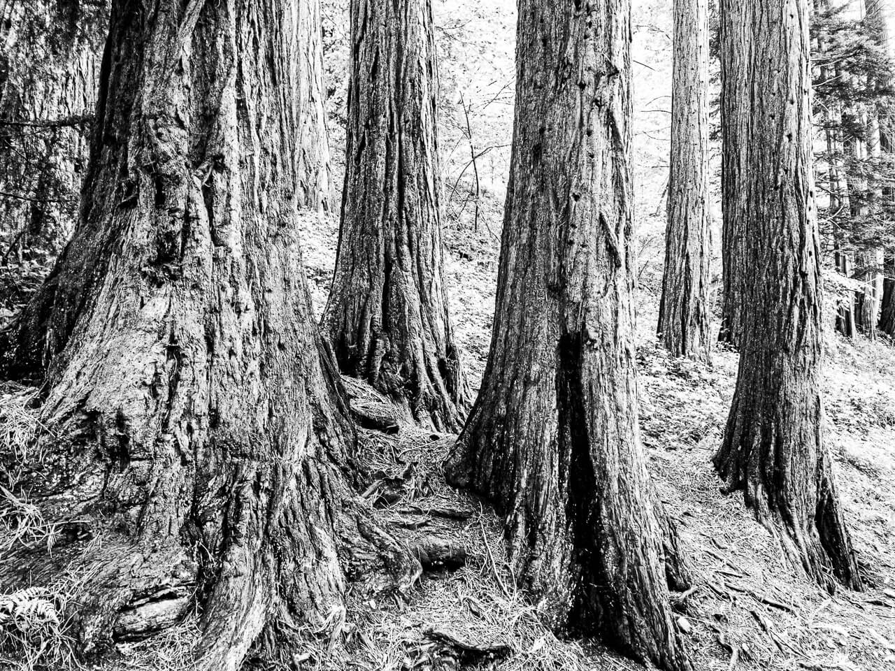 Découvrez l'image numéro 14 d'Eien no Ki, une composition en noir et blanc capturant la grandeur des arbres majestueux du Gouffre d'Enfer. Une œuvre d'art qui vous transporte dans un univers mystique, invitant à explorer la puissance de la nature.