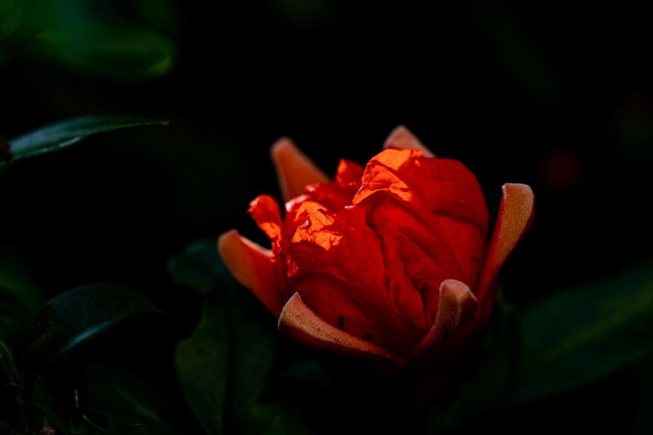 "Fleur à Canon" est une œuvre captivante issue de la série "Shikichou", mettant en scène l'éclosion d'une fleur de grenadier sur un fond sombre.