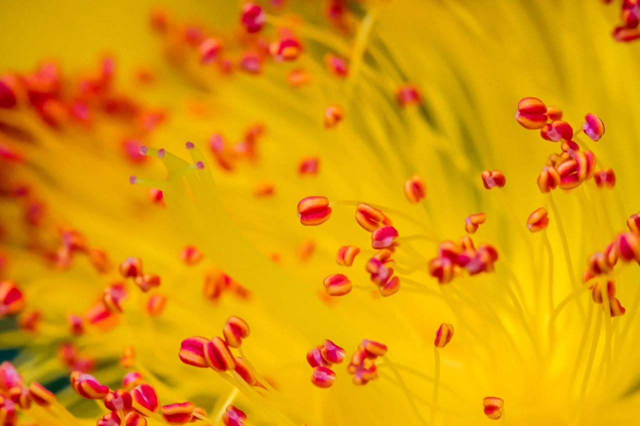 Explorez 'Floracoralline', une œuvre macro de la série 'Shikichou' capturant l'essence d'une fleur de millepertuis transformée en un paysage sous-marin imaginaire.