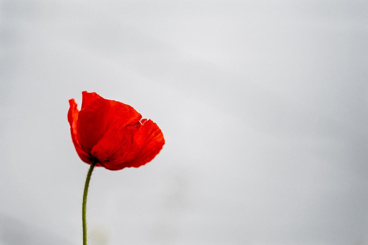 Explorez Rêve d'Opium, une œuvre captivante où un coquelicot solitaire défie un ciel gris nuageux, symbolisant la force et la beauté éphémère.