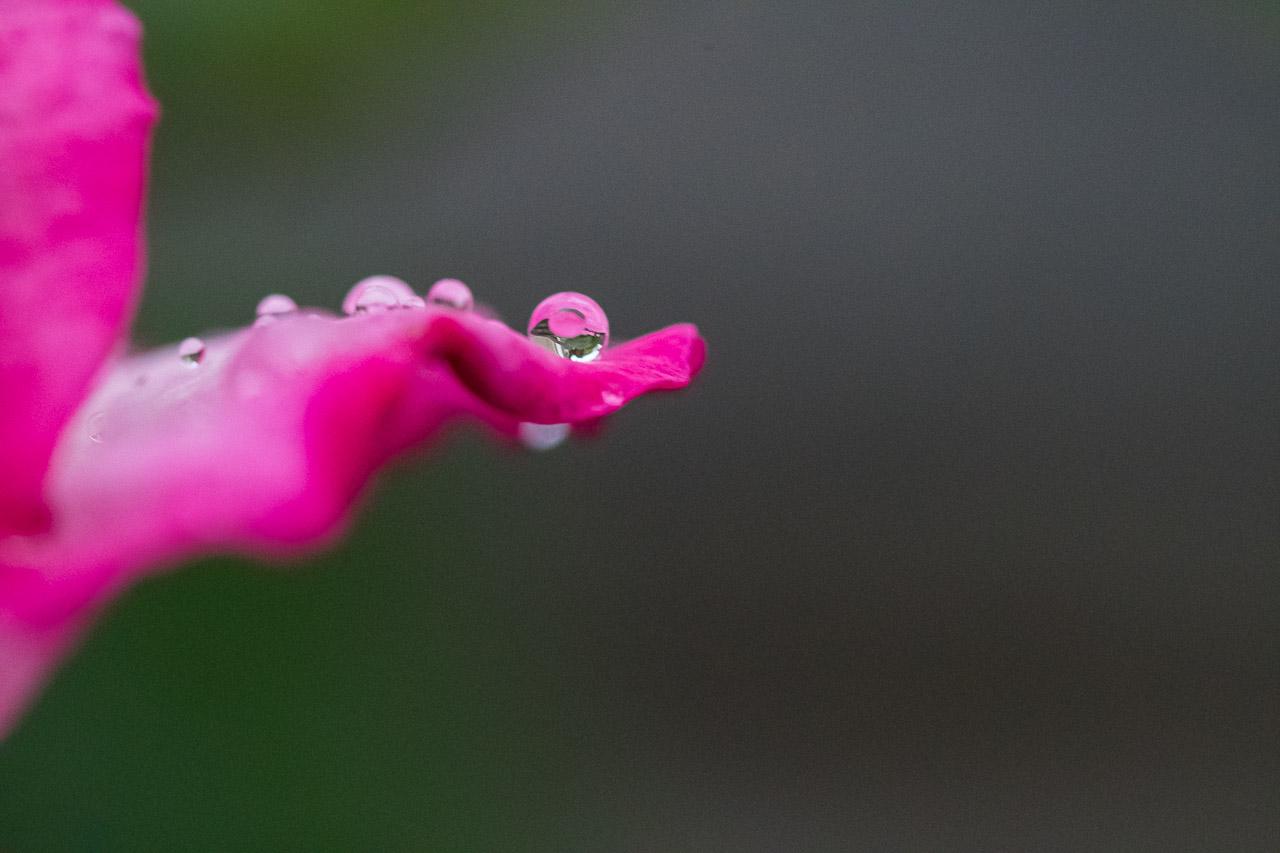 Le Souffle de l’Aube capture la pureté d’une goutte de rosée sur un pétale de rose au matin, une ode à la délicatesse et à la beauté naturelle.