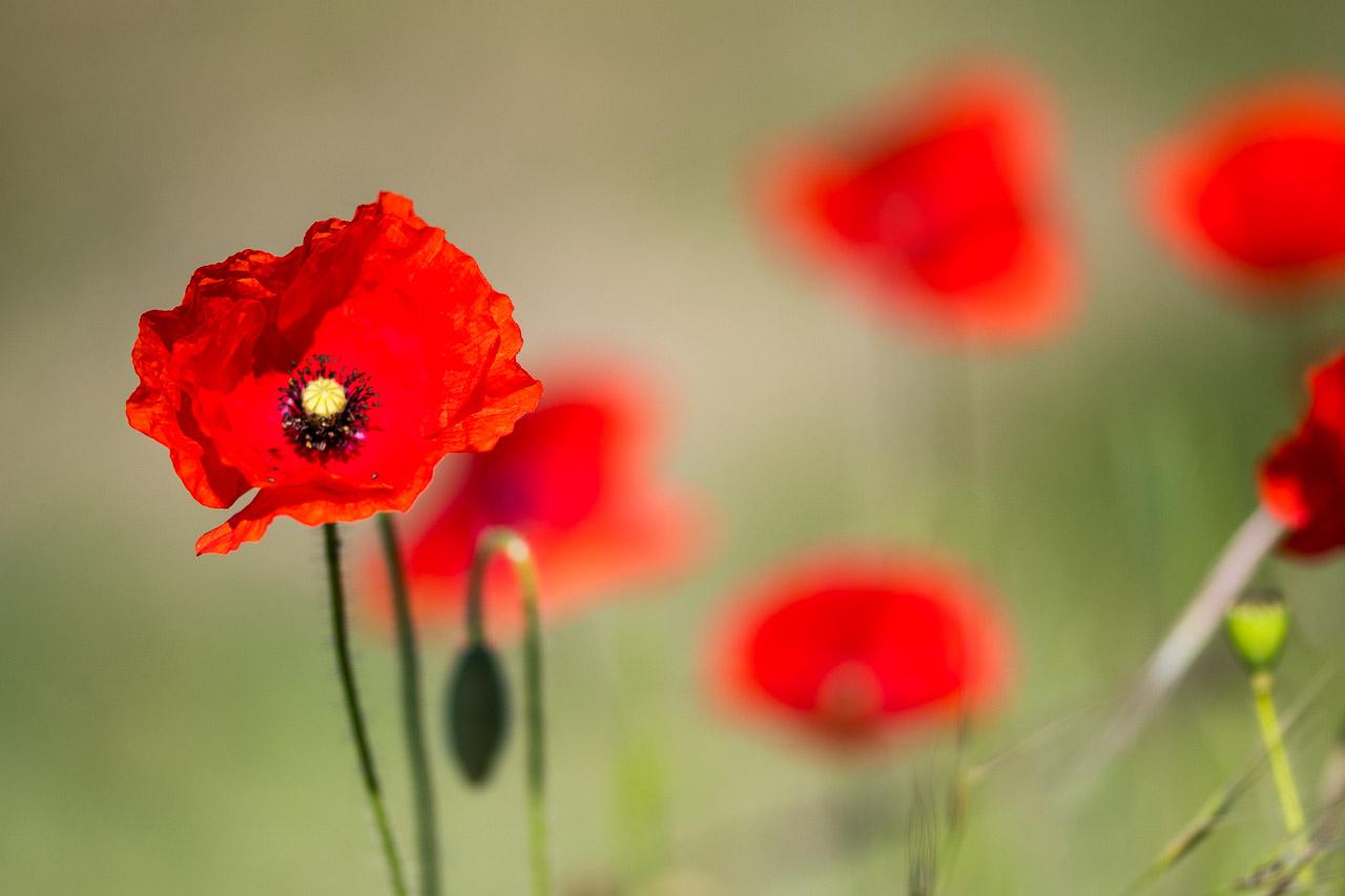 Poppies est une photographie captivante qui met en lumière la délicatesse des coquelicots, ces fleurs éclatantes de rouge qui symbolisent à la fois la beauté de l'été et la résilience face à l'adversité.