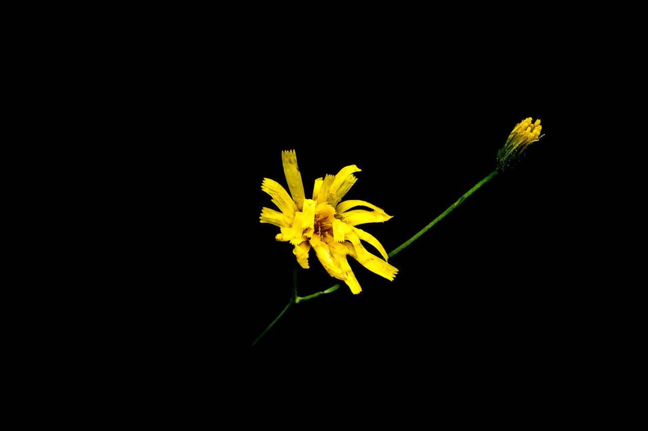 Éclat du Néant – Une fleur de picride émergeant d'un fond noir, capturée au Gouffre d’Enfer. Cette image, vibrante et pleine de contraste, met en valeur la résilience de la nature.