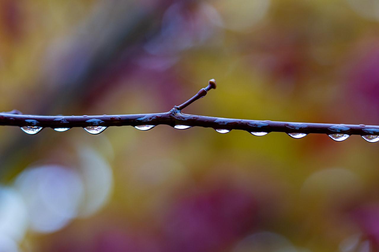 Perles d'Origami est une photographie d’art qui capture la beauté d'une branche d'érable du Japon juste après la pluie. Des gouttes d'eau, suspendues telles des perles, reflètent l'arbre dans un jeu de lumière subtil.