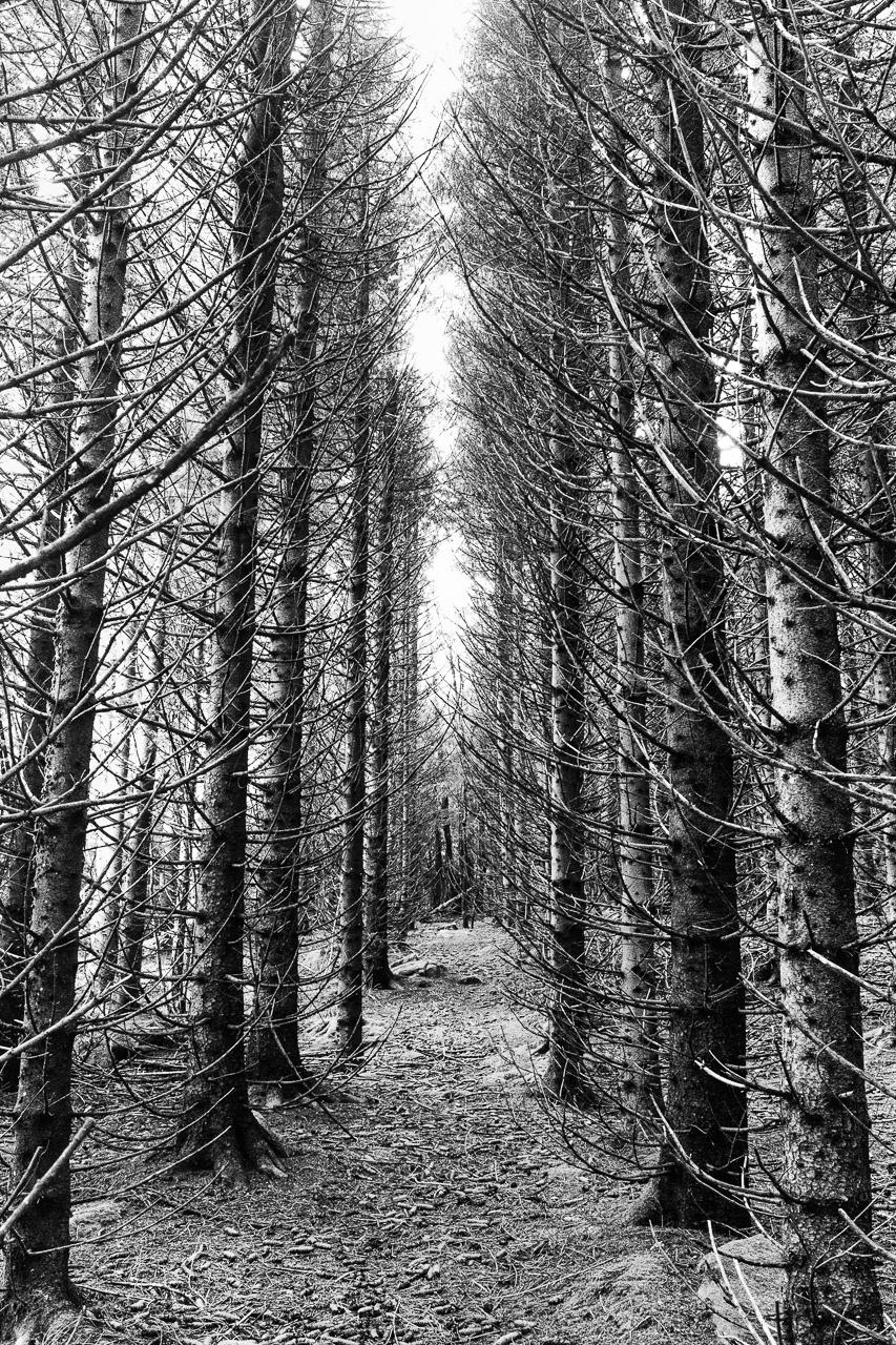 Le Passage des Murmures est une photographie en noir et blanc captivante qui vous emmène au cœur d’une forêt mystérieuse. Les troncs d’arbres parfaitement alignés forment un passage énigmatique, baigné d’une lumière contrastée par un ciel blanc. Ce chemin, recouvert de branchages et de pommes de pin, semble vous inviter à l'exploration.