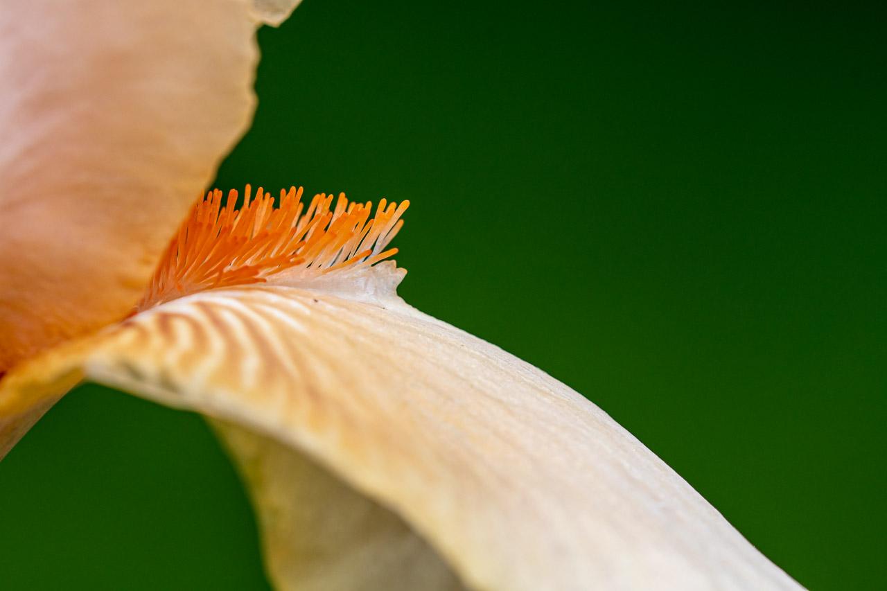 Découvrez Irisistible, une photographie d’art qui capture la beauté d’un iris orange vibrant, avec un fond vert bouteille profond.