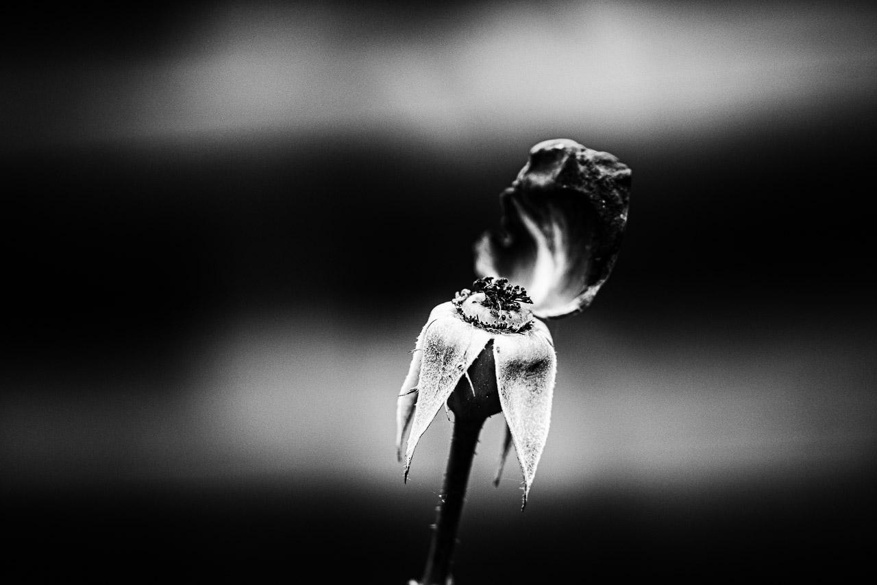 Mémoire d'un Éclat capture la beauté fragile d'une rose fanée, baignée de lumière douce et d'ombres profondes. Cette photo en noir et blanc met en scène les derniers moments d'un bouton de rose, où la pureté des sépales contrastant avec l'obscurité environnante évoque la mélancolie et la résilience.