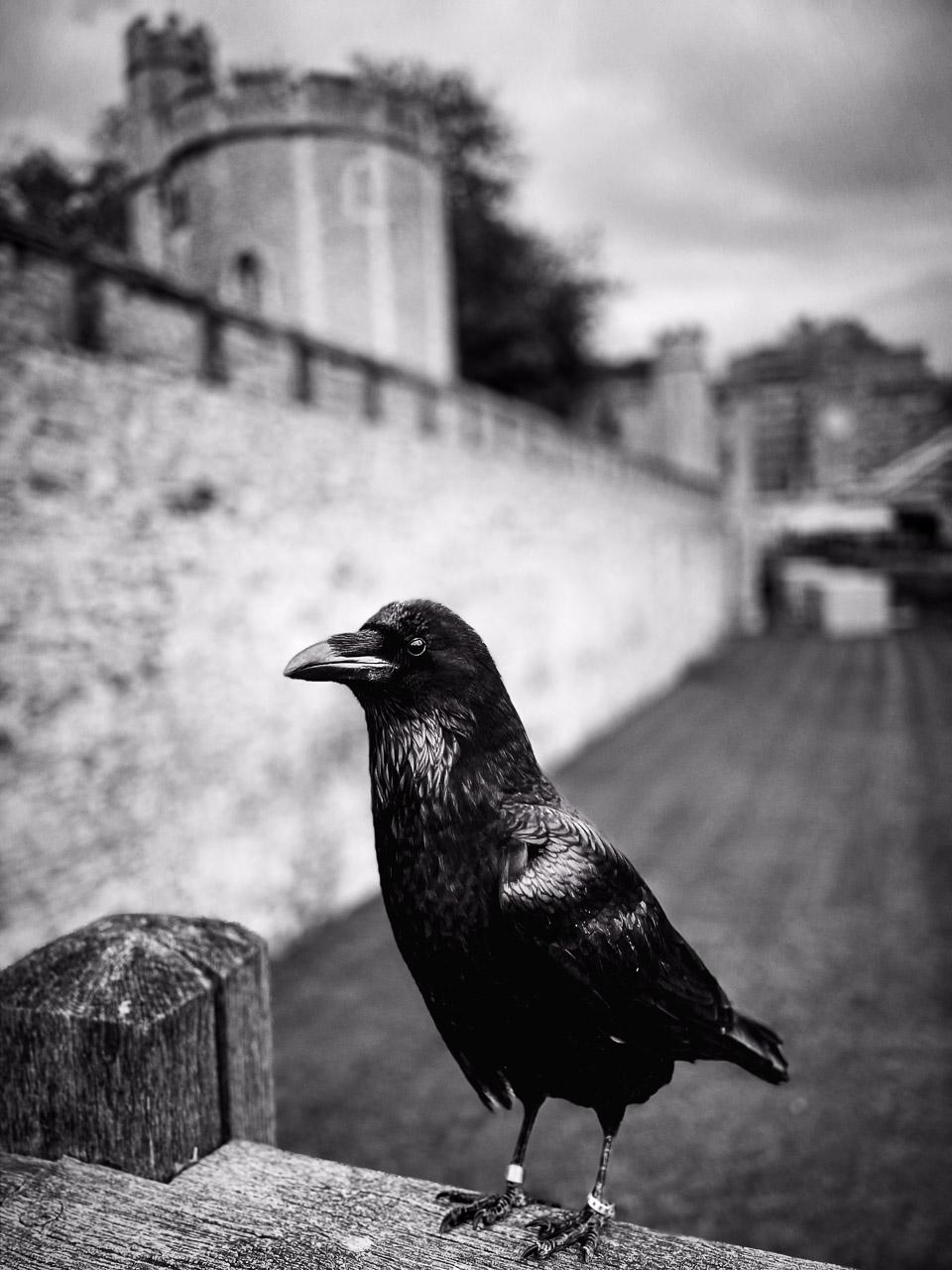 Présage Noir : un corbeau de la Tour de Londres capturé en noir et blanc. Découvrez cette image mystérieuse et sa légende fascinante.