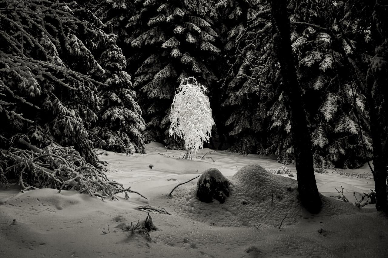 Découvrez la magie du Pilat à travers 'Buisson Ardent', une photographie en noir et blanc capturant la lumière au cœur de l'hiver