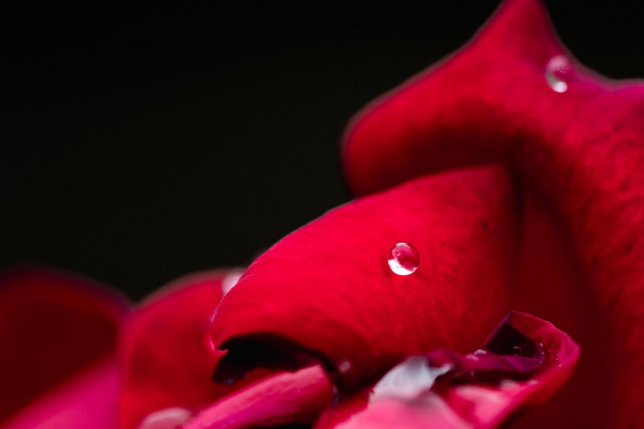 Anémose, l'illusion parfaite : une rose rouge, une goutte d'eau, un poisson imaginaire. Une œuvre fascinante à découvrir et à collectionner.